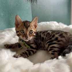 Oscar 