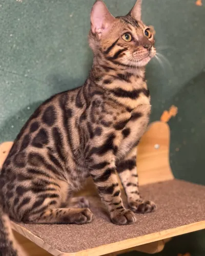 Oscar