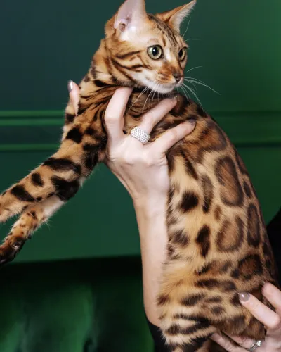 DIVA
